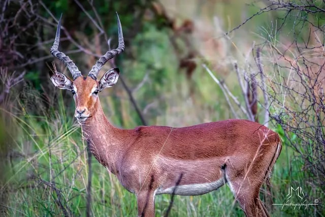 Antilope observée dans la réserve en Afrique du Sud