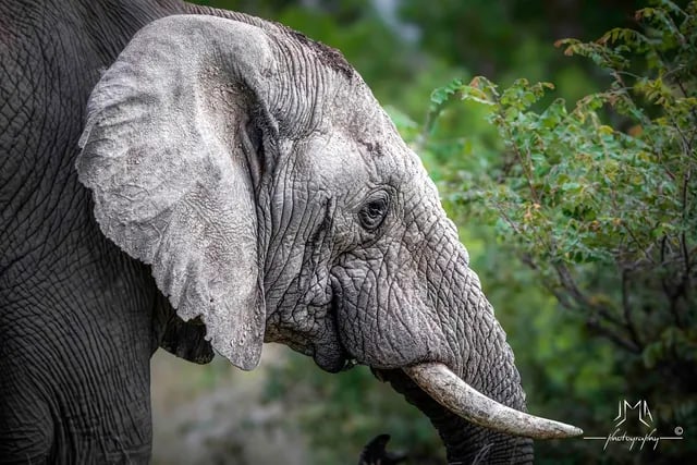 Éléphant dans la végétation de la réserve
