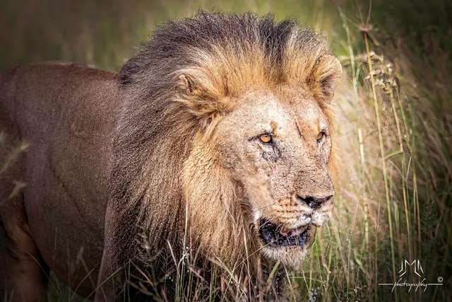Lion dans la réserve en Afrique du Sud