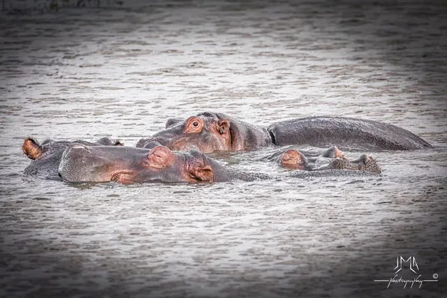 Hippopotames dans l’eau