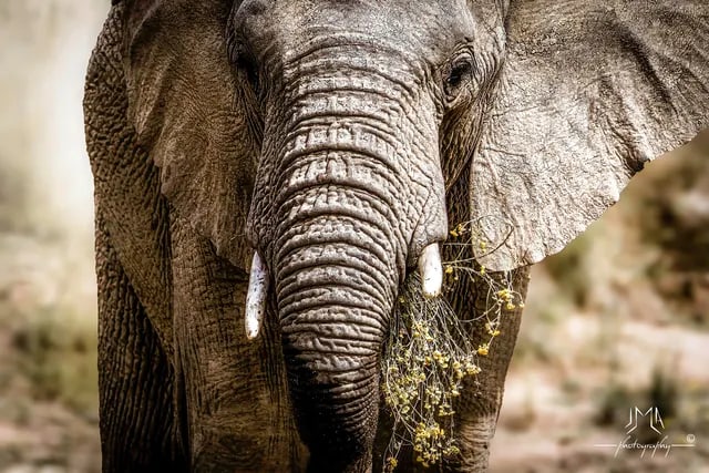 Deux éléphants dans la réserve