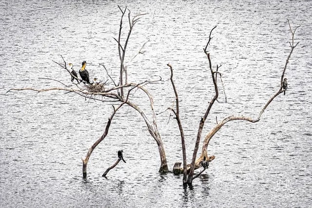 Oiseaux posés sur des branches au-dessus de l’eau