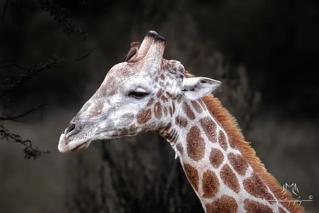 Girafe photographiée dans la réserve