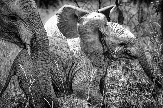 Deux éléphants photographiés en noir et blanc