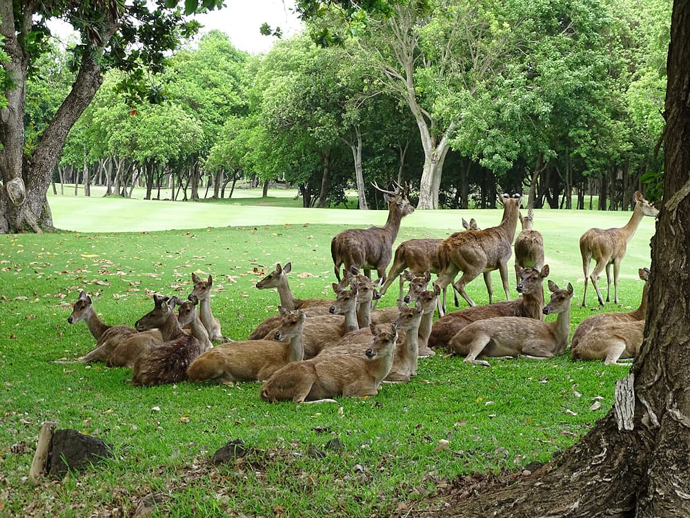 Troupeau de biches et cerfs