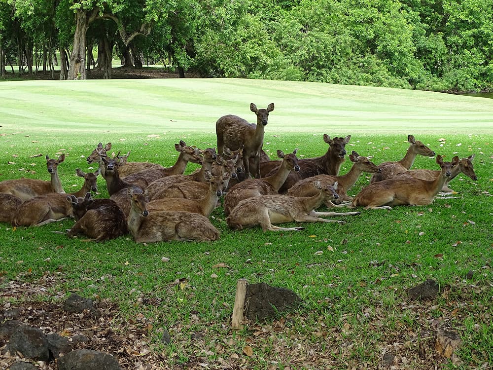 Troupeau de biches et cerfs