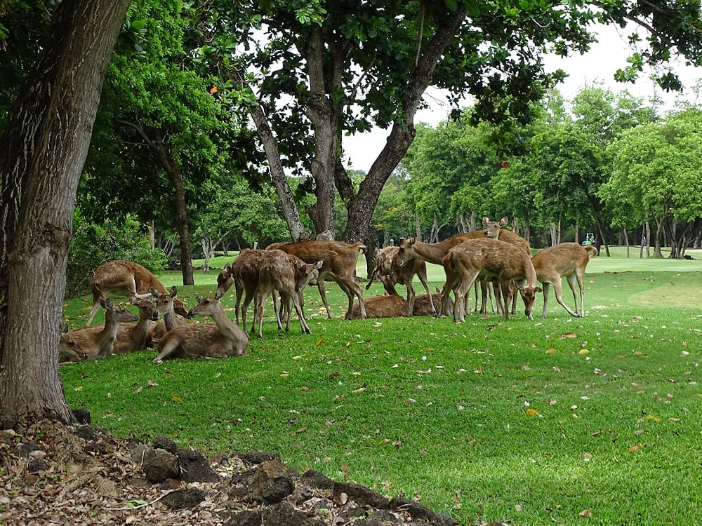 Troupeau de biches et cerfs