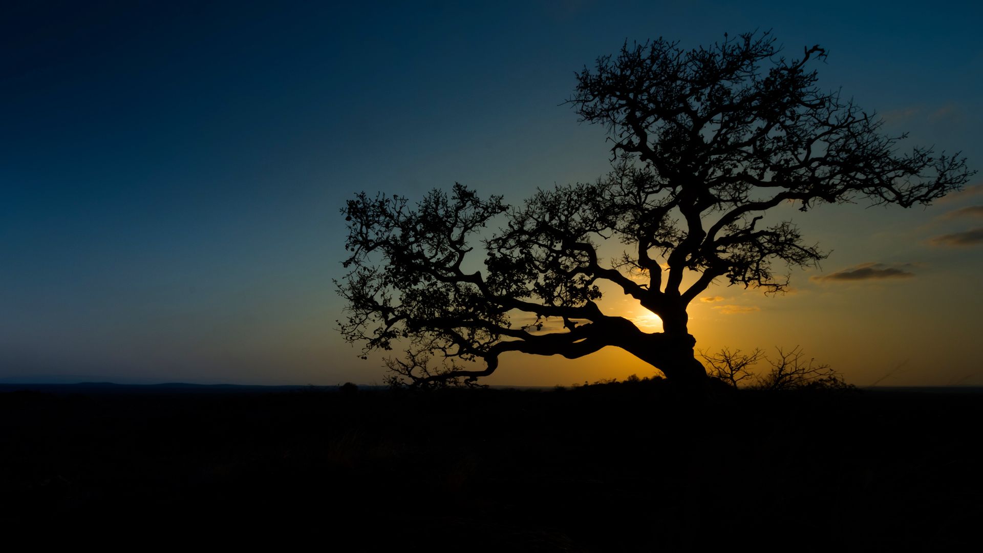 Paysage sud-africain évoquant l’atmosphère du bush