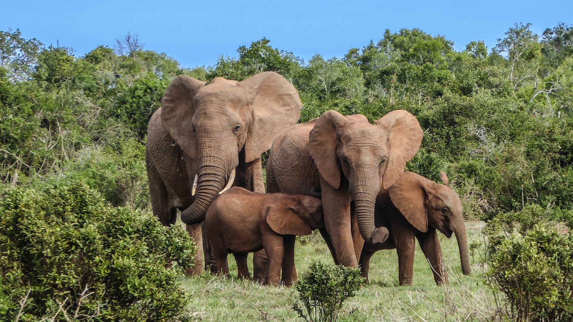 Éléphants dans un paysage de savane