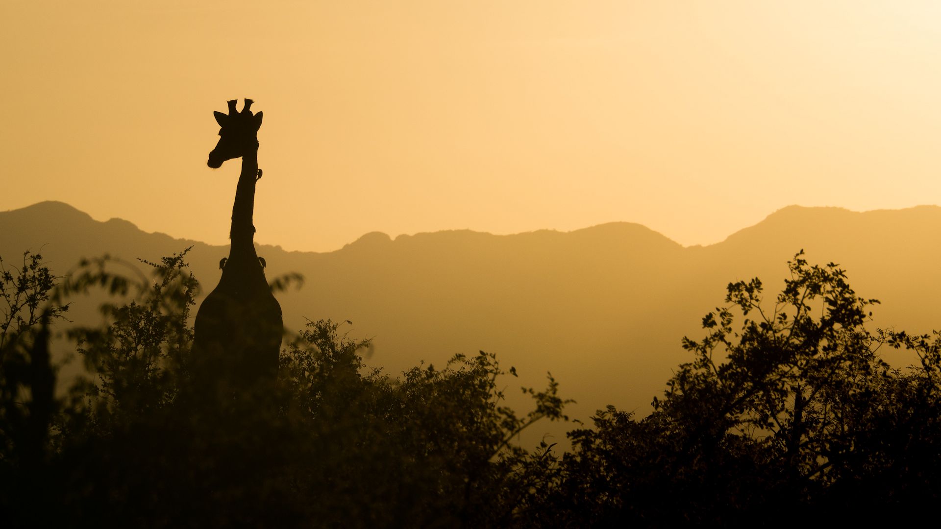 Paysage sud-africain évoquant l’atmosphère du bush