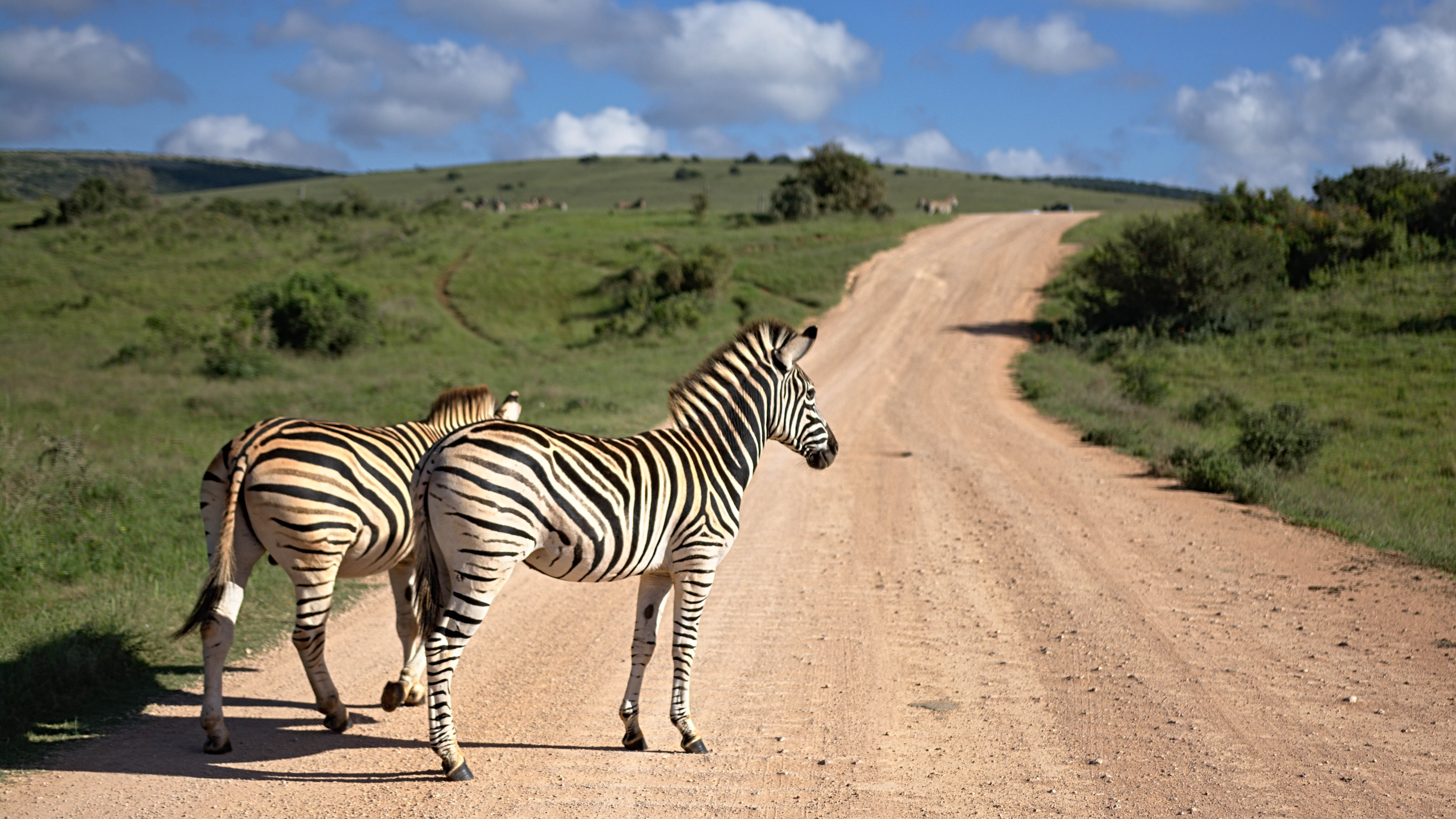 Zèbre dans un paysage sud-africain