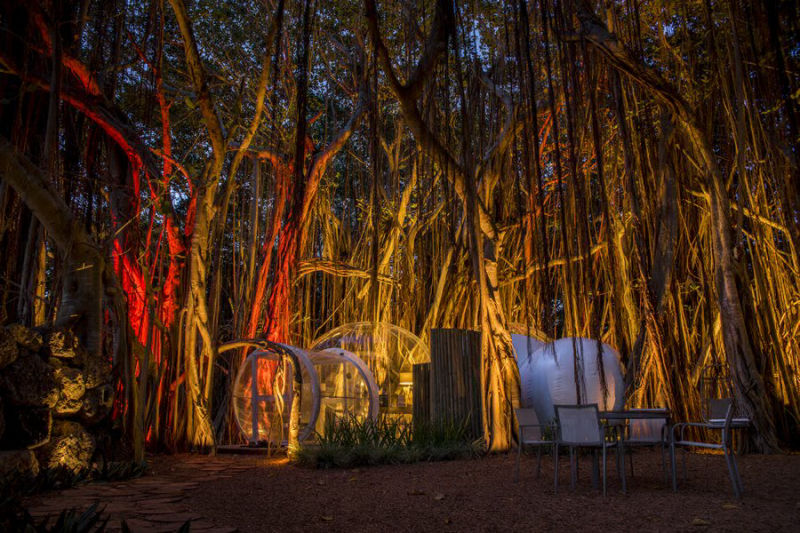 Banyan Tree