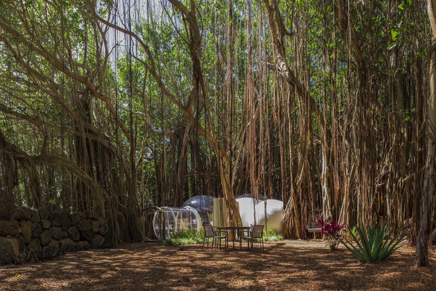 Bubble Lodge Île aux Cerfs : Banyan Tree