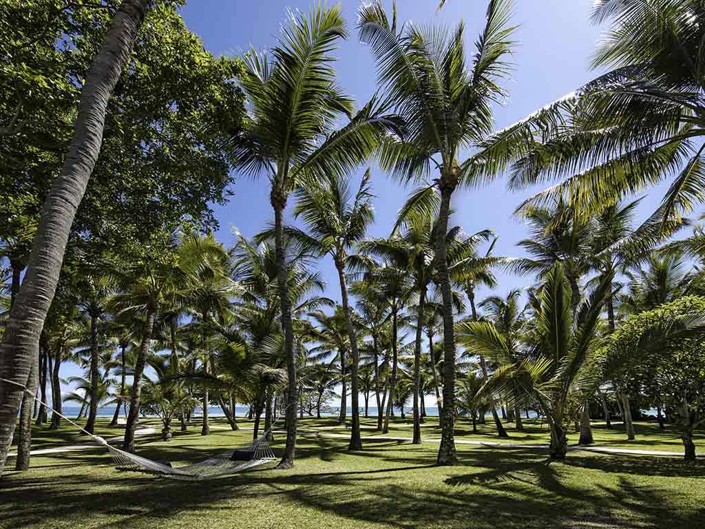 Jardin et palmiers