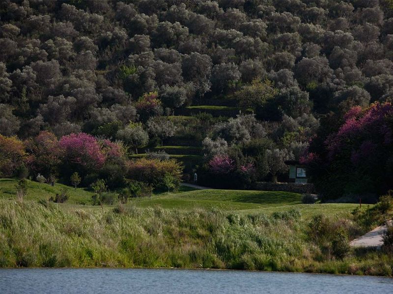 Green Forêt