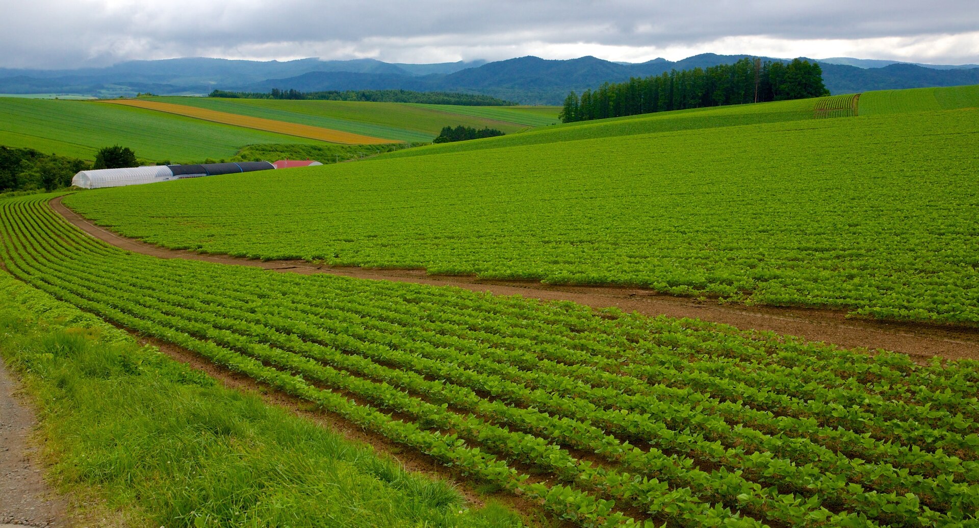 Paysage agricole à Hokkaidō