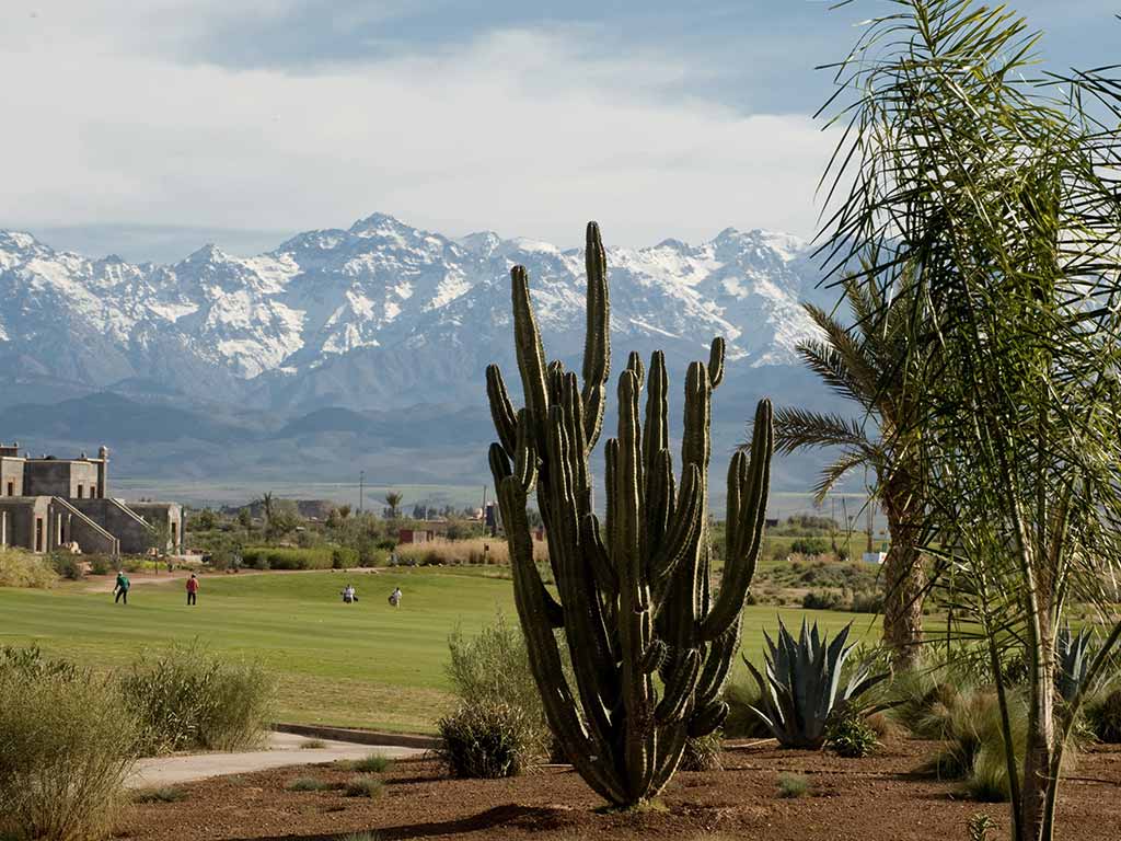 Green Cactus Vue Montagne