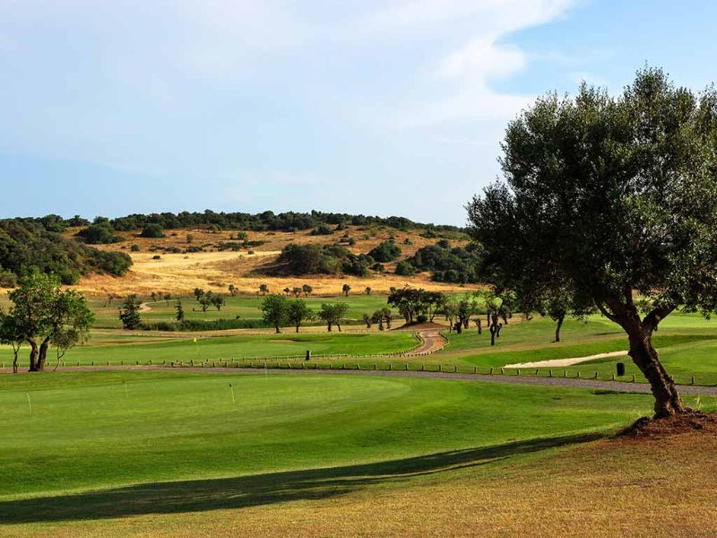 Oliviers sur le green du golf