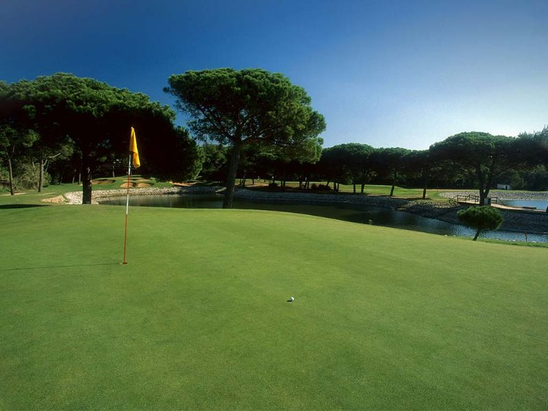 Forêt et drapeau de golf sur le parcours