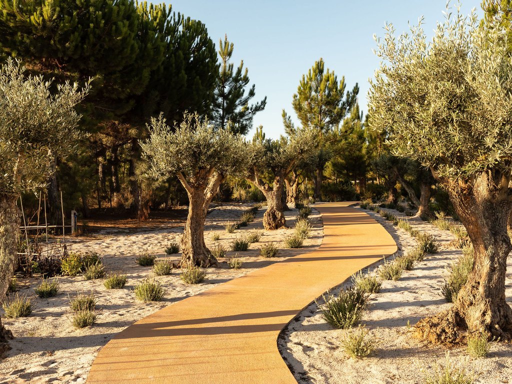 Allée d'oliviers au Spatia Comporta